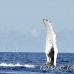 whale_humpback_h_00556_dom2604.jpg